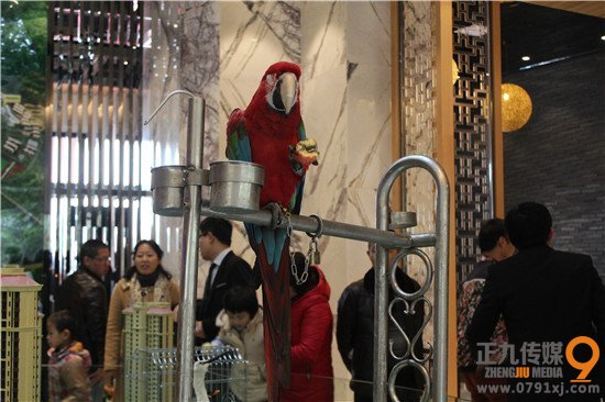 聚龙小镇福缘居:营销中心暨世界百鸟展元旦浓情绽放