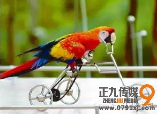百鸟争鸣 灵动利川 碧桂园首届百鸟展即将华丽绽放