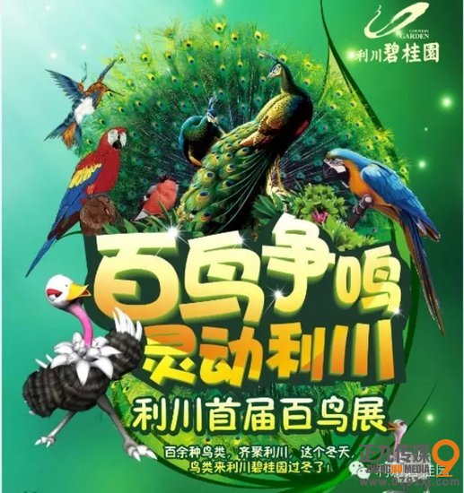 百鸟争鸣 灵动利川 碧桂园首届百鸟展即将华丽绽放
