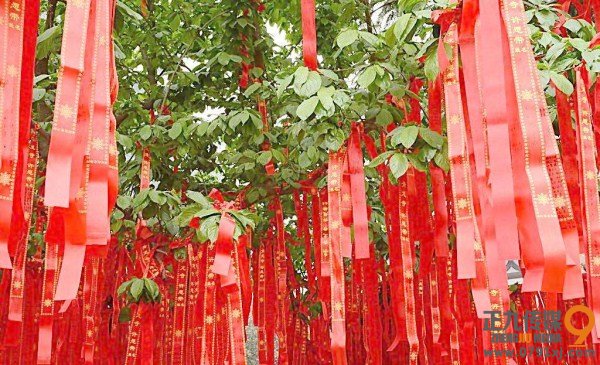 许愿树签到 许愿树签到